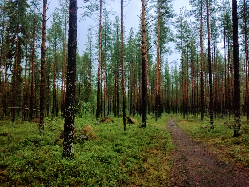 forest-trail-in-vuollerim